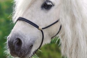 Halfter „NO-KNOT“