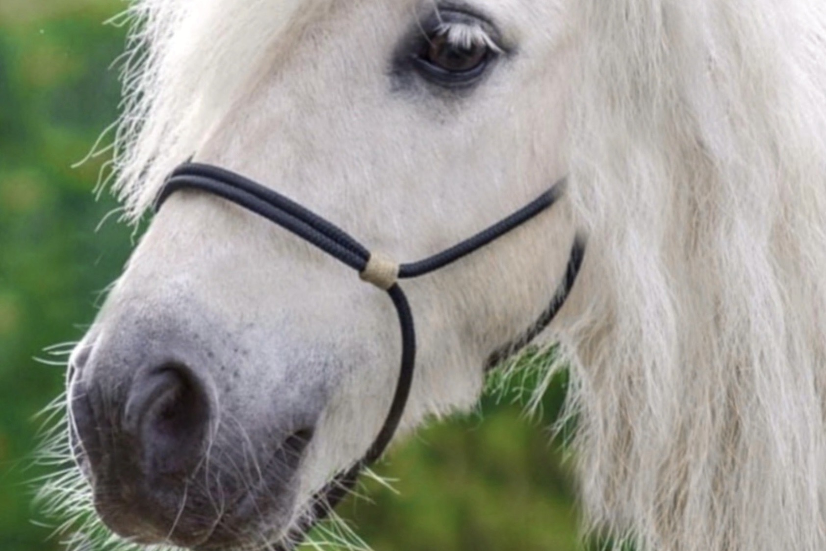 knotenlos-halfter-diamantknoten-knotenhalfter-pferd-geschenk-gutschein-reiten