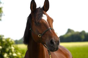 Knotenhalfter „PROFESSIONAL“