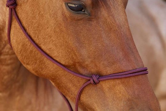 Ropehalter-Knotenhalfter-Pferdehalfter Pferdekopf mit dunkelrotem Knotenhalfter