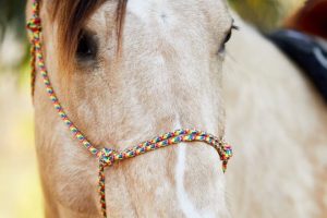 Knotenhalfter „Surprise“